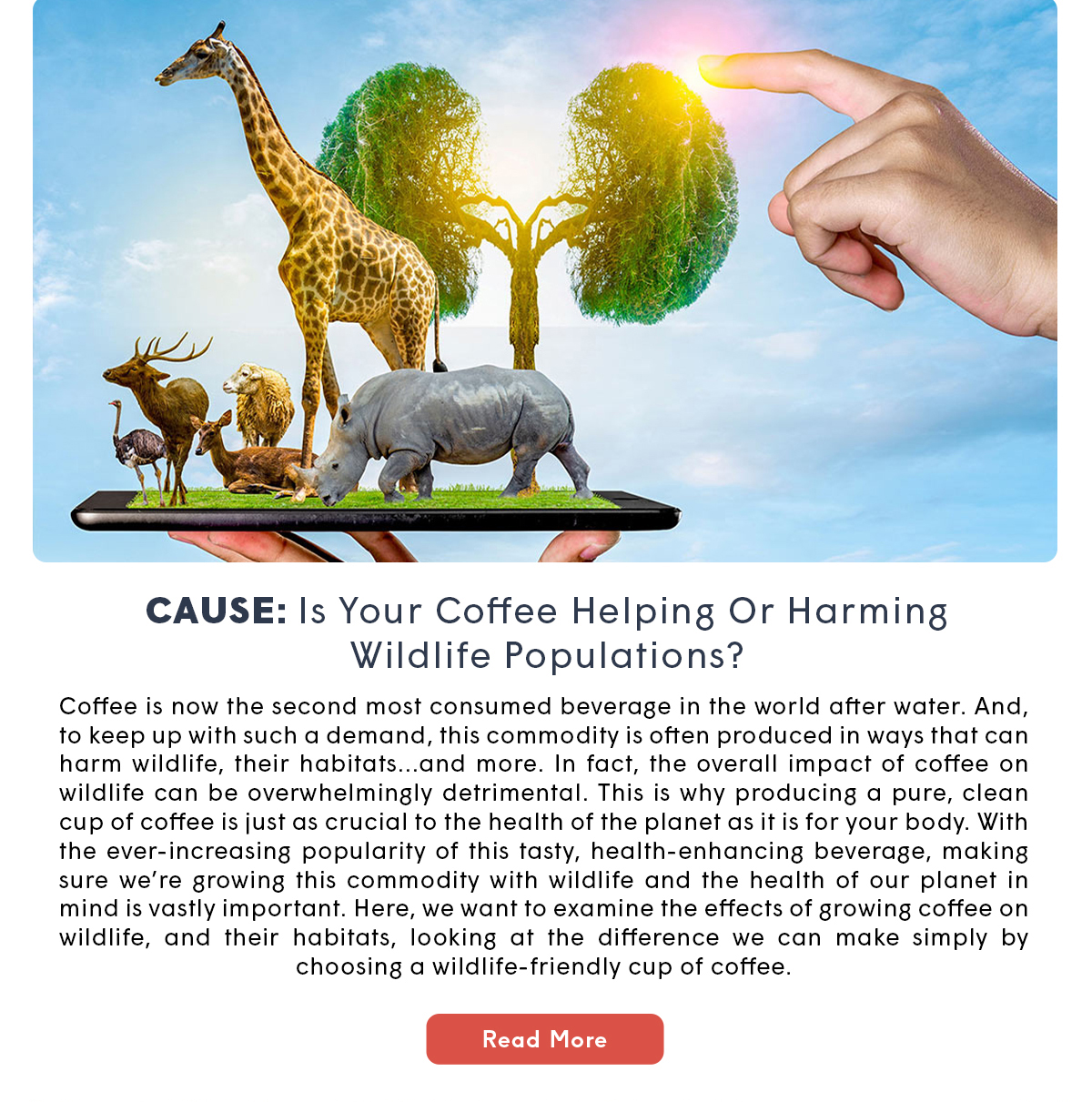 CAUSE: Is Your Coffee Helping Or Harming Wildlife Populations?