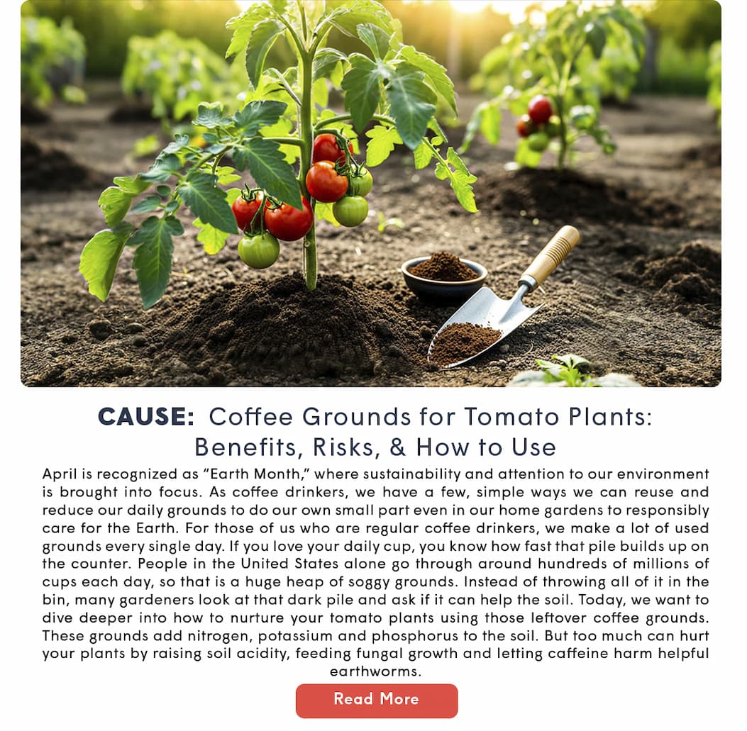 CAUSE: Coffee Grounds for Tomato Plants: Benefits, Risks, & How to Use