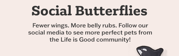 Social butterflies. Follow our social media to see more perfect pets from the LIfe is Good community!
