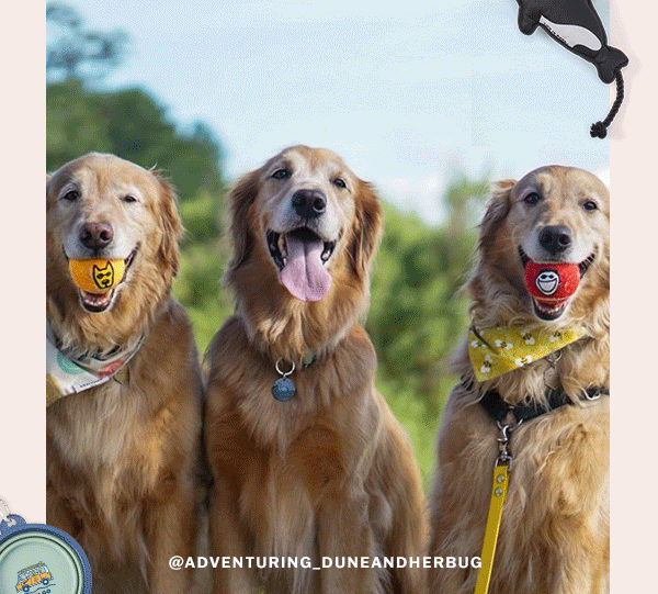 Follow our social media to see more perfect pets from the LIfe is Good community!