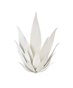  "Agave