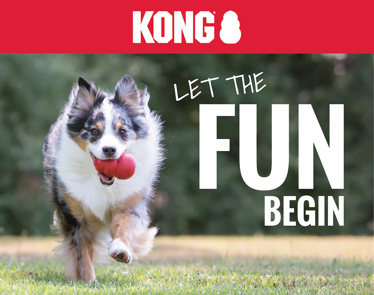 Let the fun begin: White and brown fluffy dog, running outside with KONG in it's mouth 
