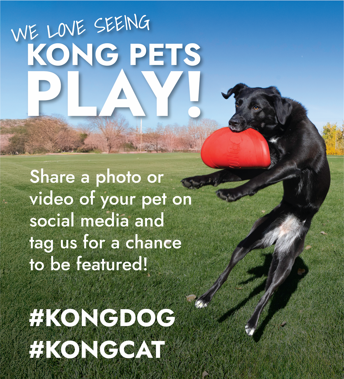 We love seeing KONG pet's play! Image of black dog jumping in the air catching the KONG flyer. Share a photo or video of your pet on social media and tag us for a chance to be featured!