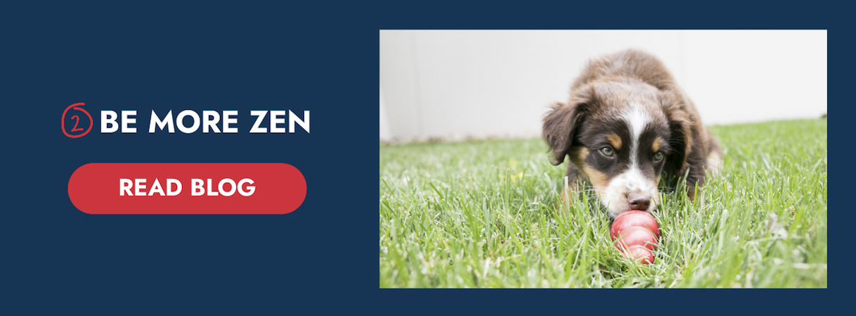 Image of brown and white dog laying in grass. "Be more zen" with button to read the blog.