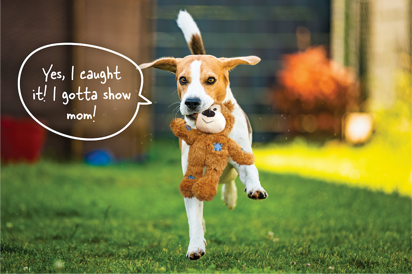 Brown and white dog carrying a KONG Wild Knots Bear with a text cloud that says "Yes, I caught it! I gotta show mom!"