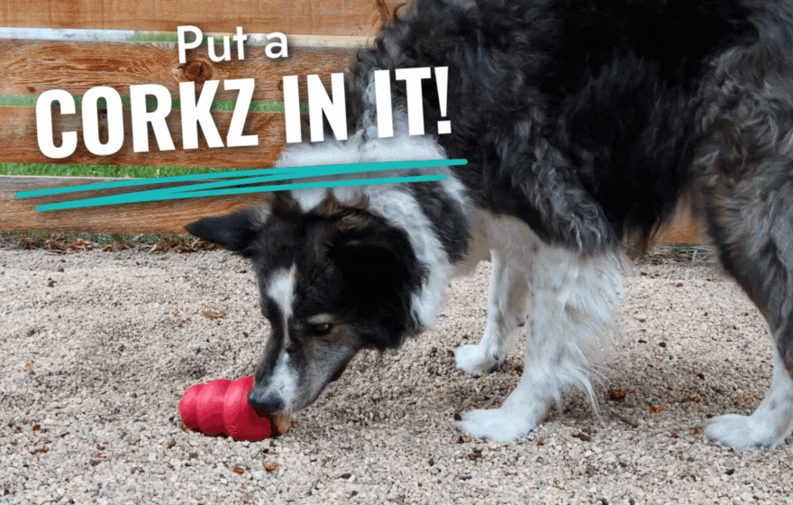 Gif of black and white dog laying on gravel chewing on a red KONG Classic with a Corkz in it. "Put a Corkz in it!"