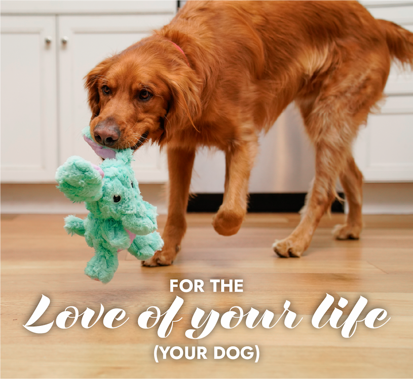 Image of Golden Retriever holding KONG Valentines Scrumplez Elephant "For the love of your life (your dog)