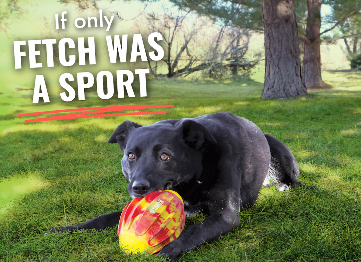 Black dog with orange and yellow Flexball Football "If only fetch was a sport"