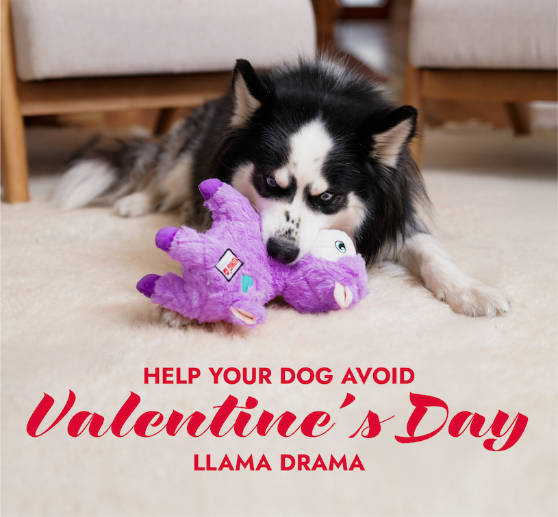 Black and white dog laying and playing with the KONG Valentines Scampers Llama