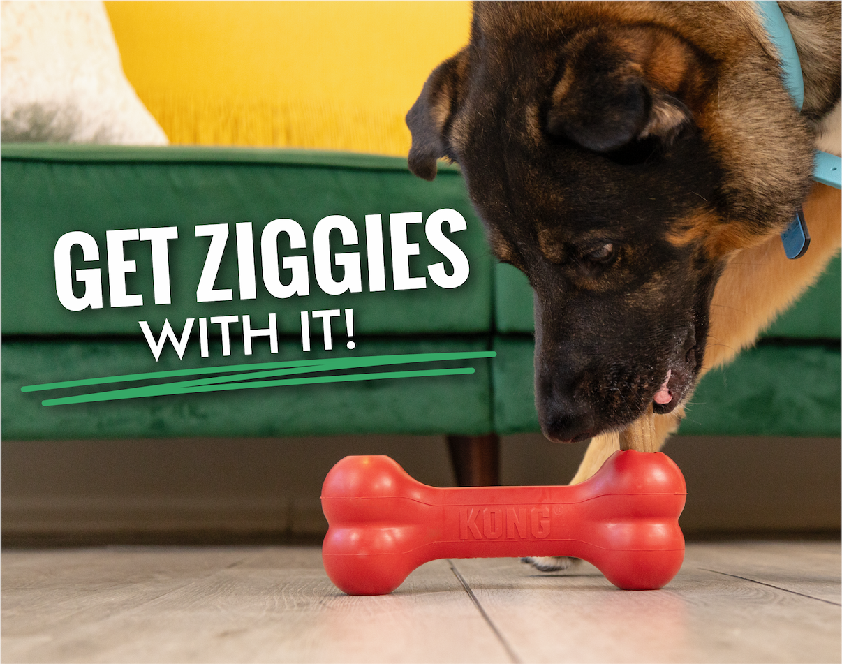 Image of brown dog chewing on KONG Ziggie Enhanced in Goodie Bone. "Get Ziggies with it"