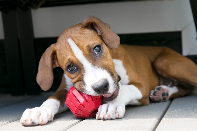 Image of brown and white dog laying on the ground outside chewing on a red KONG Stuff-A-Ball