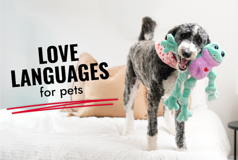 Image of black and white dog on bed holding the Valentines Knots Frog in it's mouth