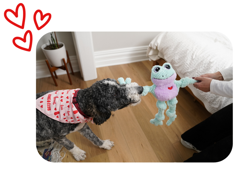 Image of black and white dog playing tug with the Valentines Knots Frog