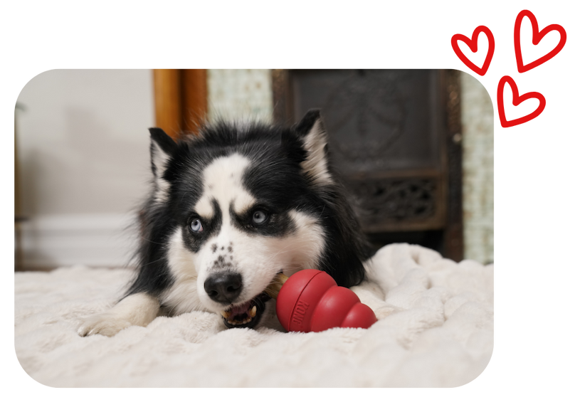 Image of black and white dog chewing on a KONG Ziggie while laying down