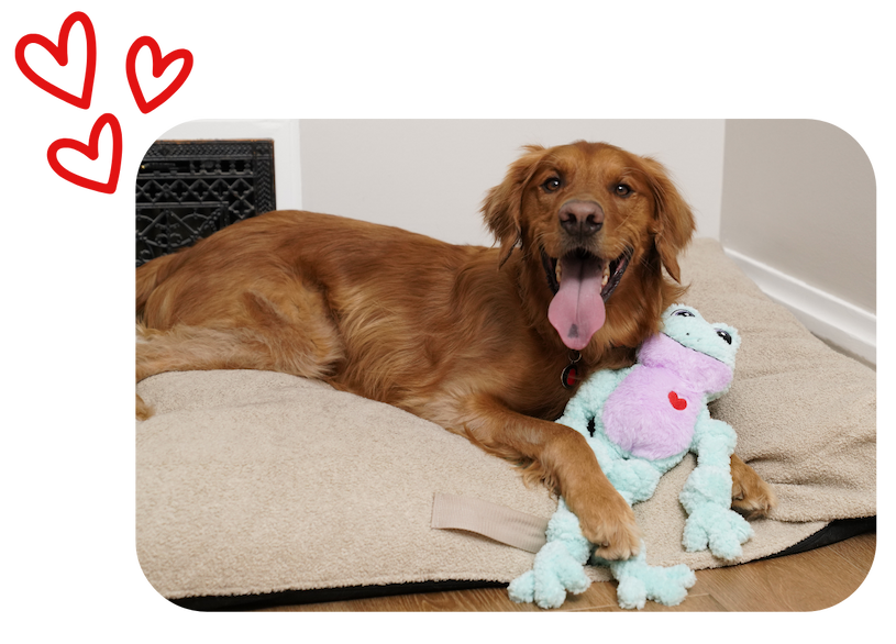 Image of Golden Retriever laying on dog bed, cuddling with the Valentines Knots Frog
