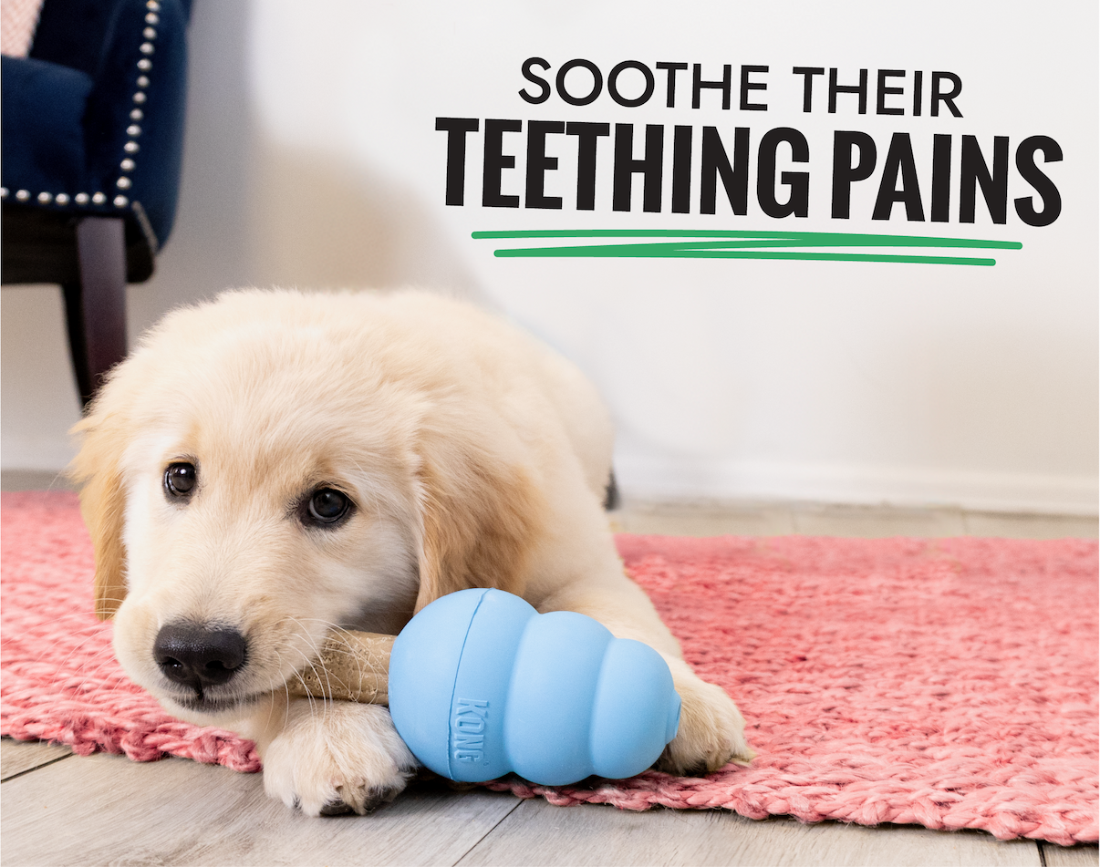 Image of Golden Retriever puppy chewing on KONG Ziggies Enhanced puppy and a Puppy KONG