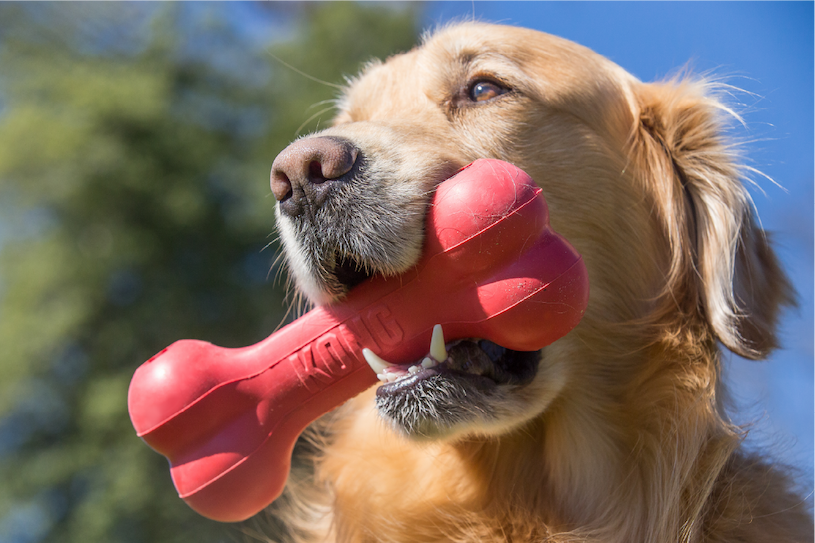 Image of Golden Retriever holding a Classic Goodie Bone in it's mouth