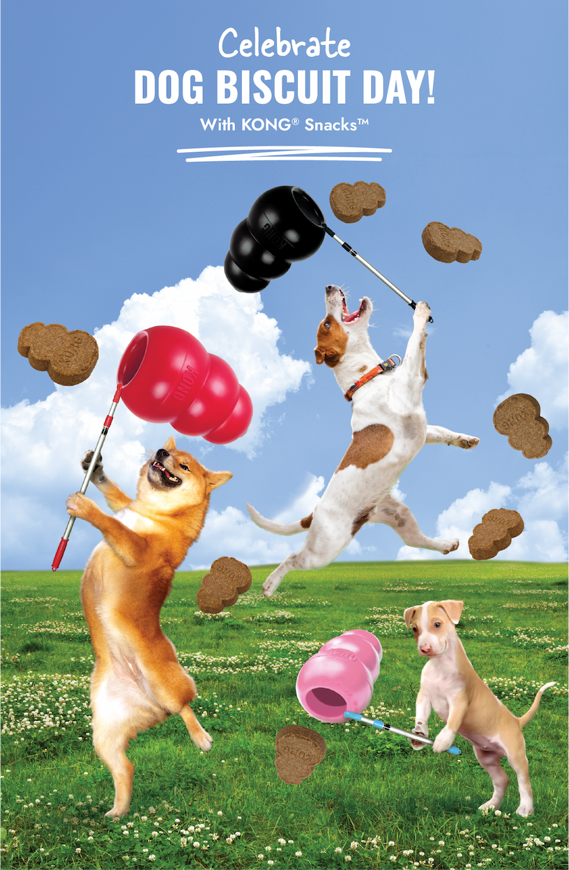 "Celebrate Dog Biscuit Day with KONG Snacks" Image of dogs trying to catch KONG Snacks with their KONG Classic outside. Similar to catching butterflies.