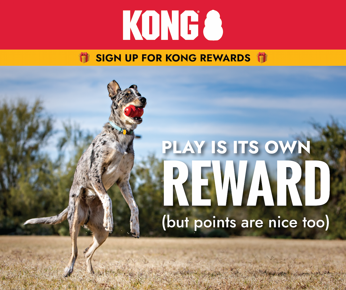 Sign up for rewards. Image of dog catching KONG in it's mouth outside. "Play is its own rewards (but points are nice too)