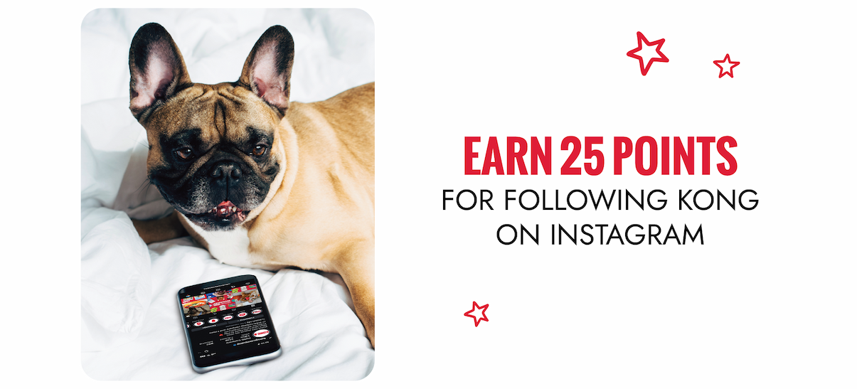 Earn 25 points for following KONG on Instagram