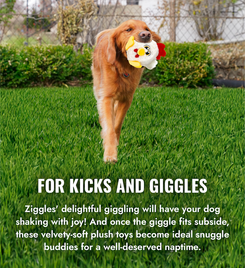 Image of Golden Retriever playing outside in the grass with a KONG Ziggles Chicken in it's mouth. "For Kicks and Giggles. Ziggles' delightful giggling will have your dog shaking with joy! And once the giggle fits subside, these velvety-soft plush toys become ideal snuggle buddies for a well-deserved naptime."