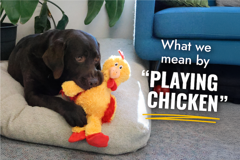 Image of Chocolate Lab holding on to the Knots Chicken while laying down. "What we mean by "playing chicken"