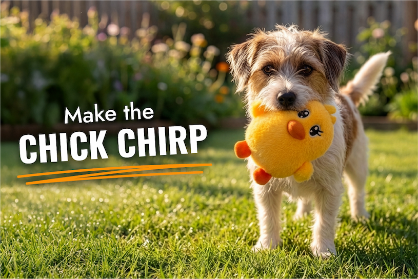 Image of brown and white dog in the grass holding a KONG Spring Snuzzles Kiddos Chick