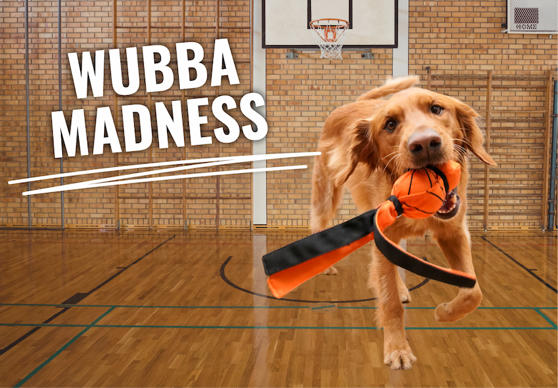 Golden Retriever holding the KONG Wubba Sport Basketball in his mouth on a basketball court. "Wubba Madness"