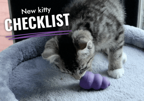 Gif of grey cat licking a Kitty KONG on a cat bed. "New kitty checklist"