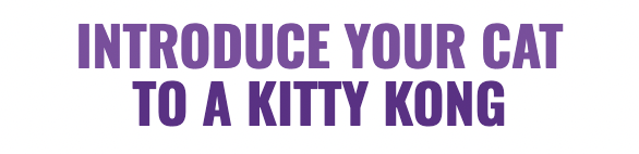 Introduce your cat to a Kitty KONG