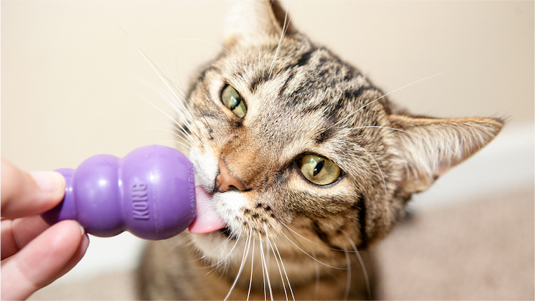 Image of cat licking treats out of Kitty KONG