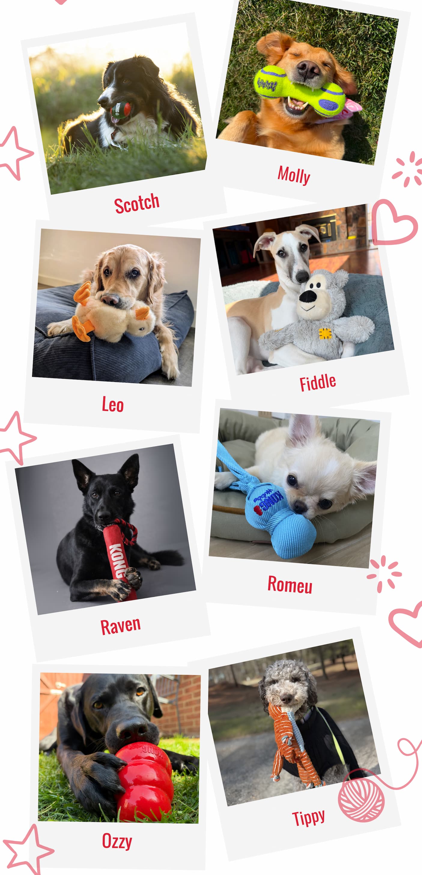 Meet the Pets of KONG