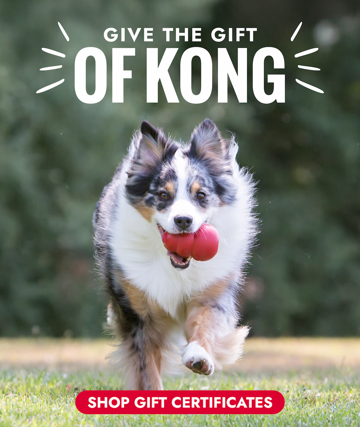 Image of dog running with a KONG in it's mouth/ "Give the gift of KONG. Shop Gift Certificates"
