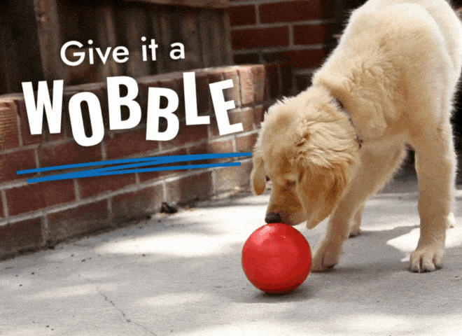 Golden retriever puppy gif getting treats out of Wobbler "Give it a Wobble"