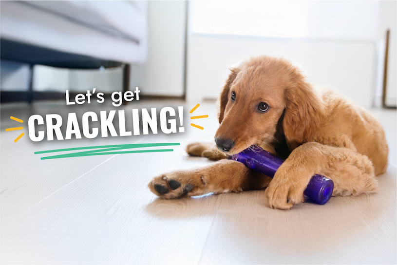 Golden retriever chewing on a purple Squeezz Crackle Stick and says "let's get crackling!"