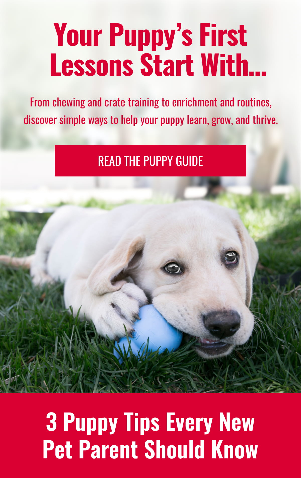 Your Puppy’s First Lessons Start With…