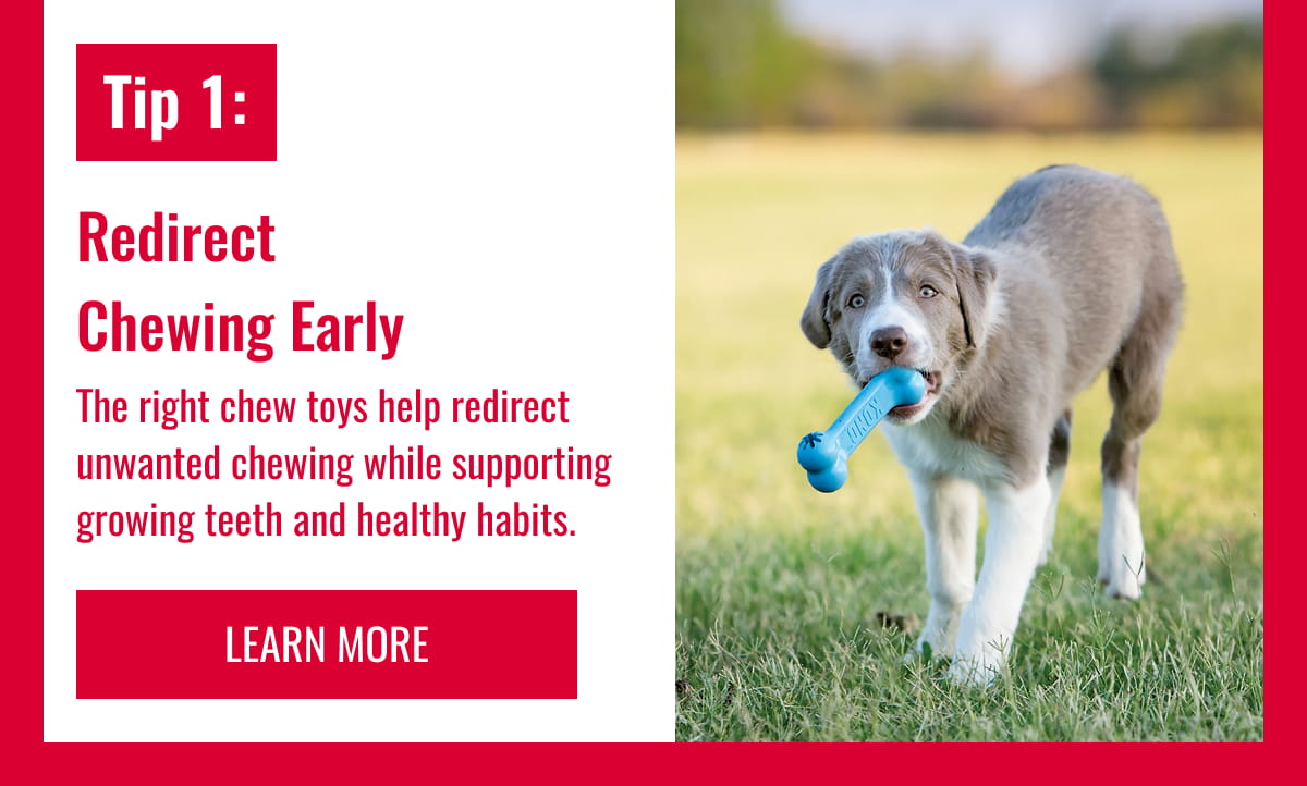 Tip 1: Redirect Chewing Early
