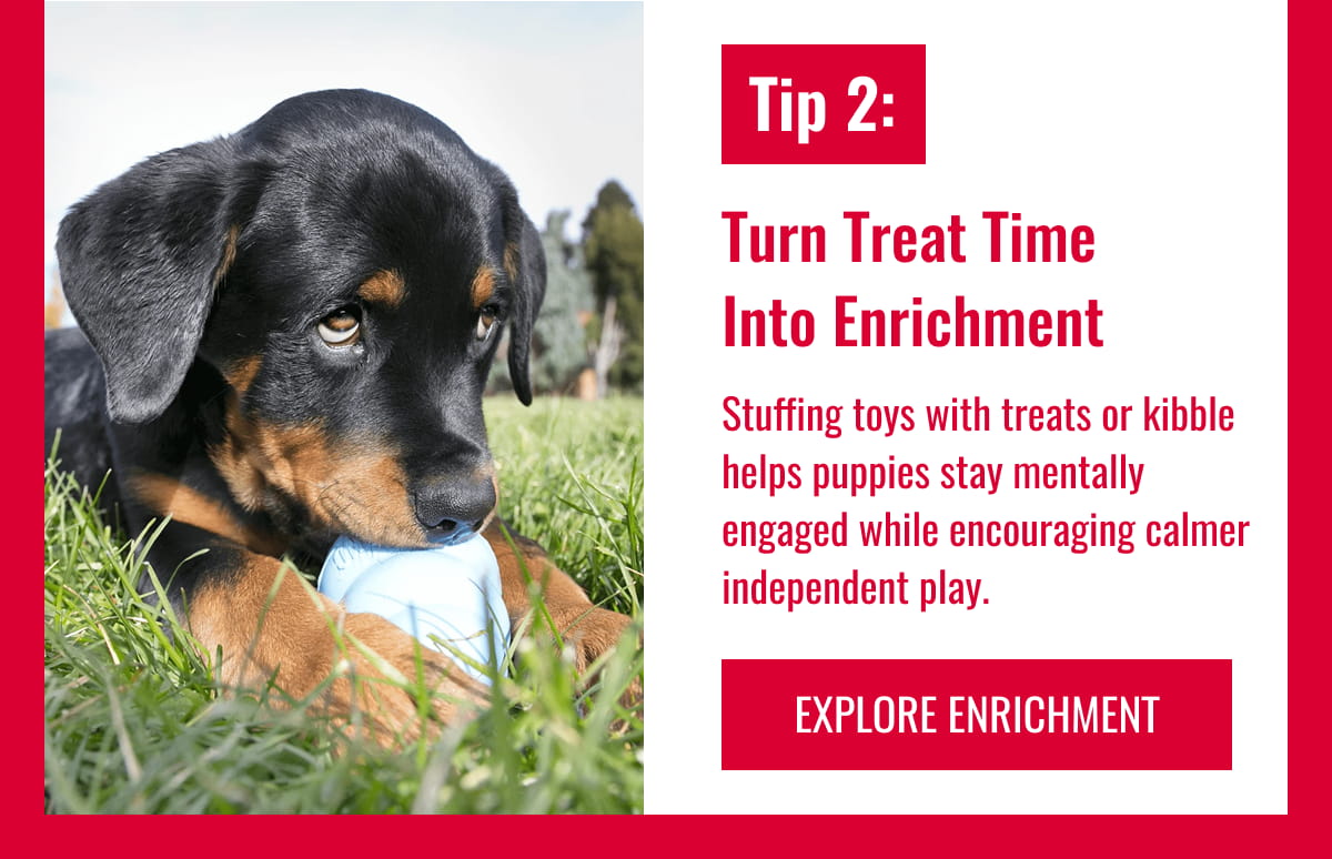 Tip 2: Turn Treat Time Into Enrichment