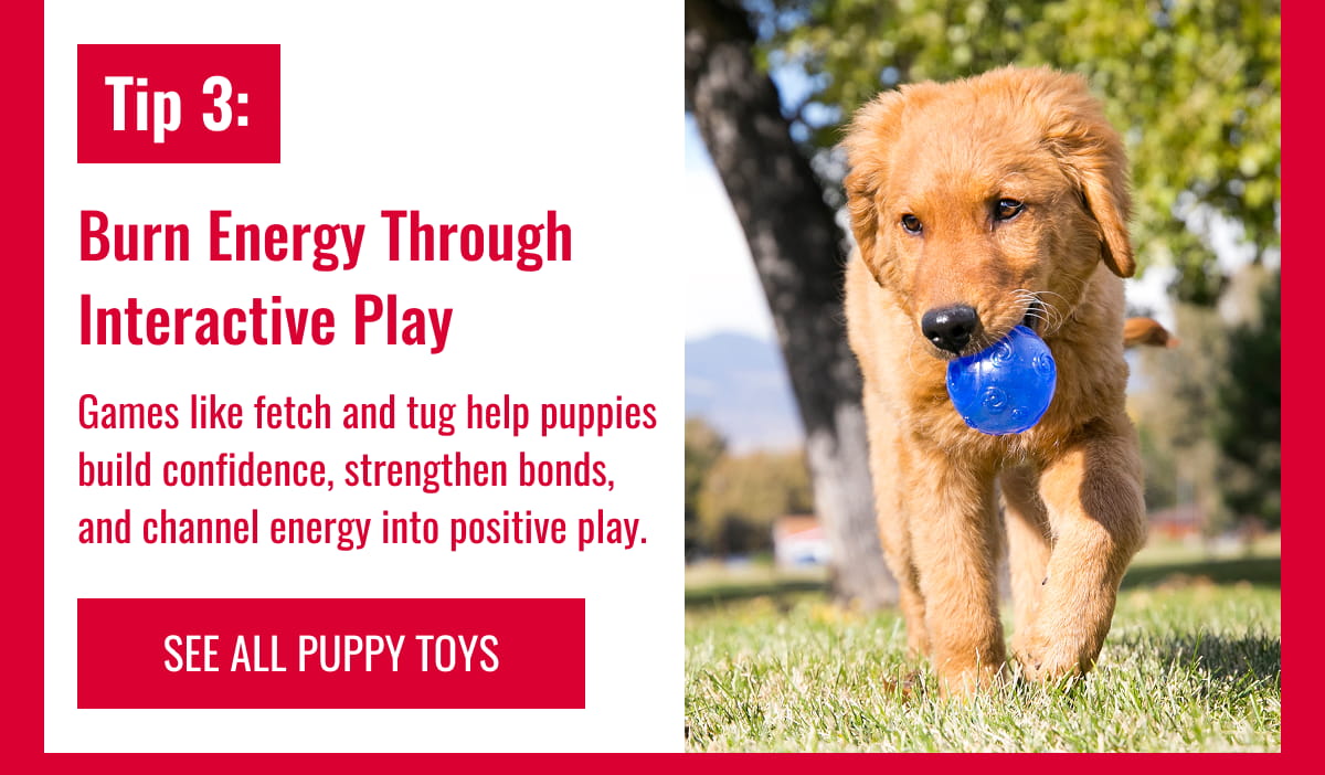 Tip 3: Burn Energy Through Interactive Play
