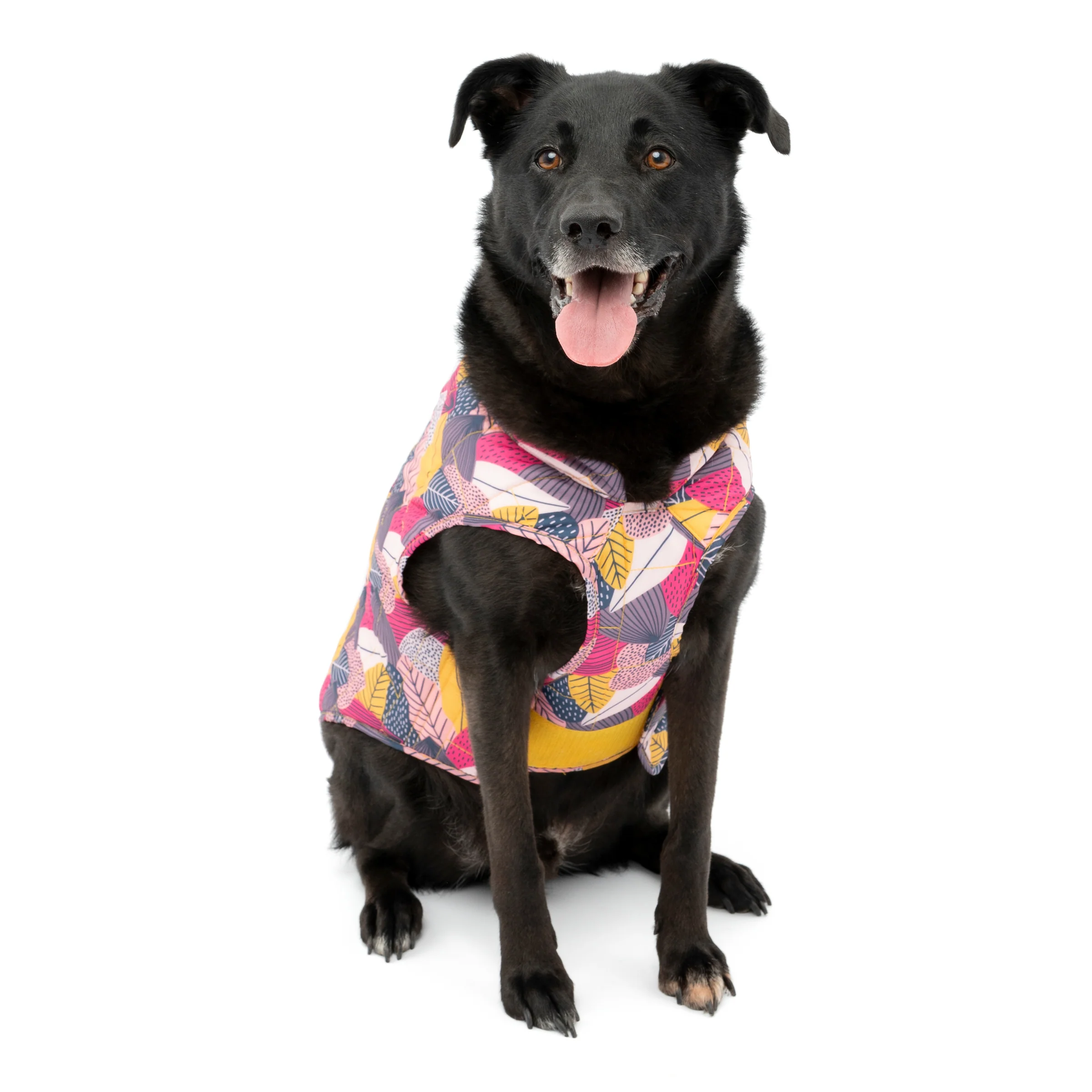 Image of Loft Dog Jacket