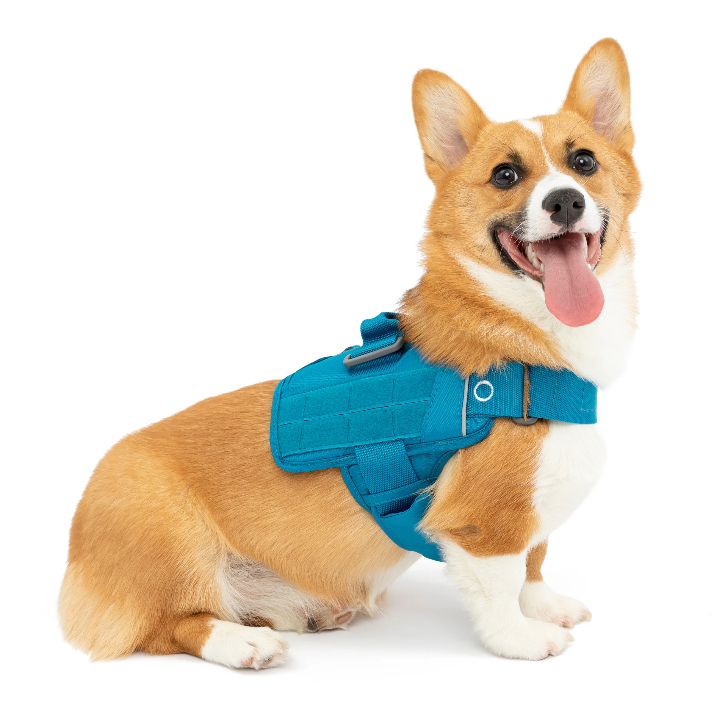 Image of RSG Dog Townie Harness