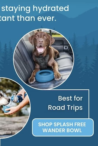 Shop Splash Free Wander Bowl, best for road trips