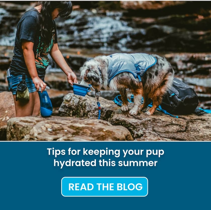 Read the Blog: Tips for keeping your pup hydrated this summer