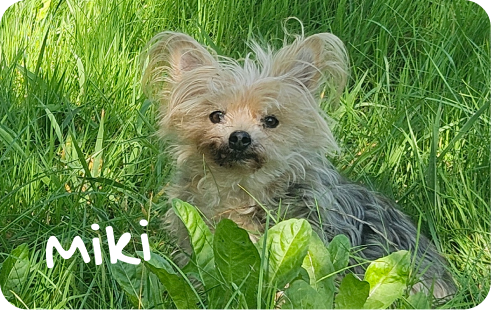 Miki