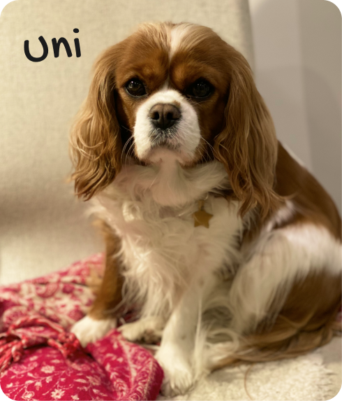 Uni