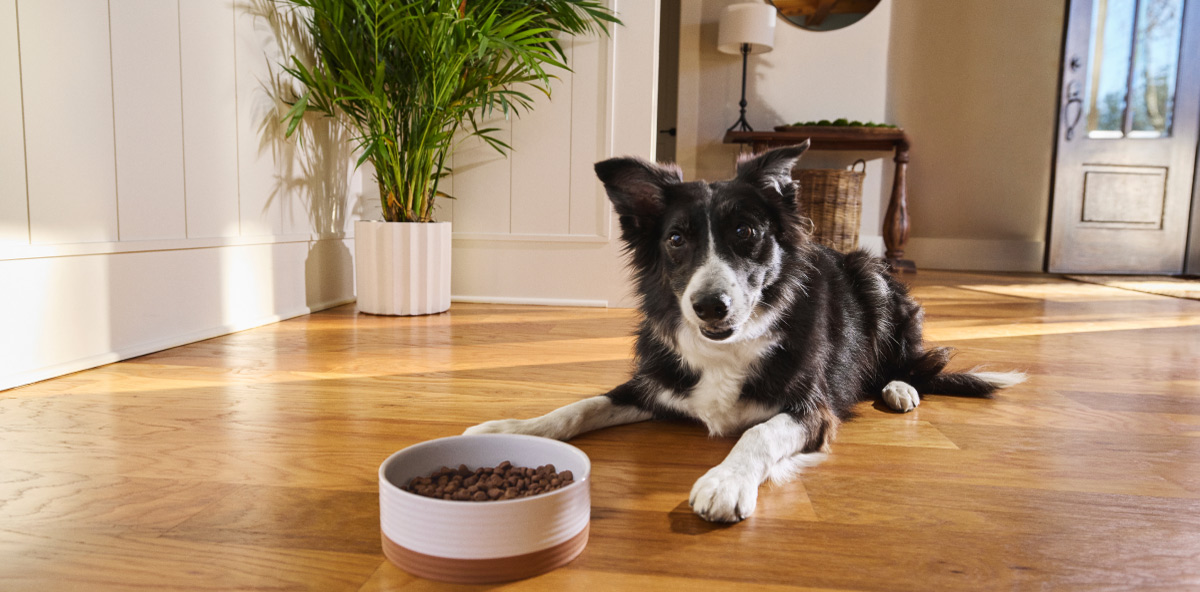 A black and white dog lays on a wooden floor with a bowl of Merrick kibble in front of him