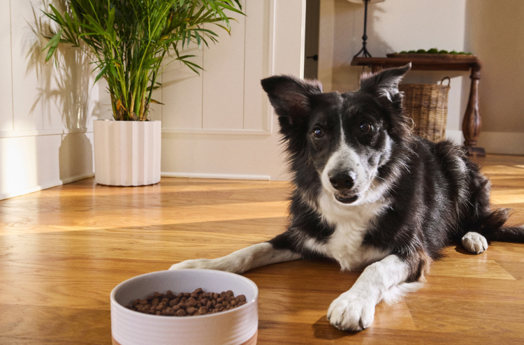 A black and white dog lays on a wooden floor with a bowl of Merrick kibble in front of him