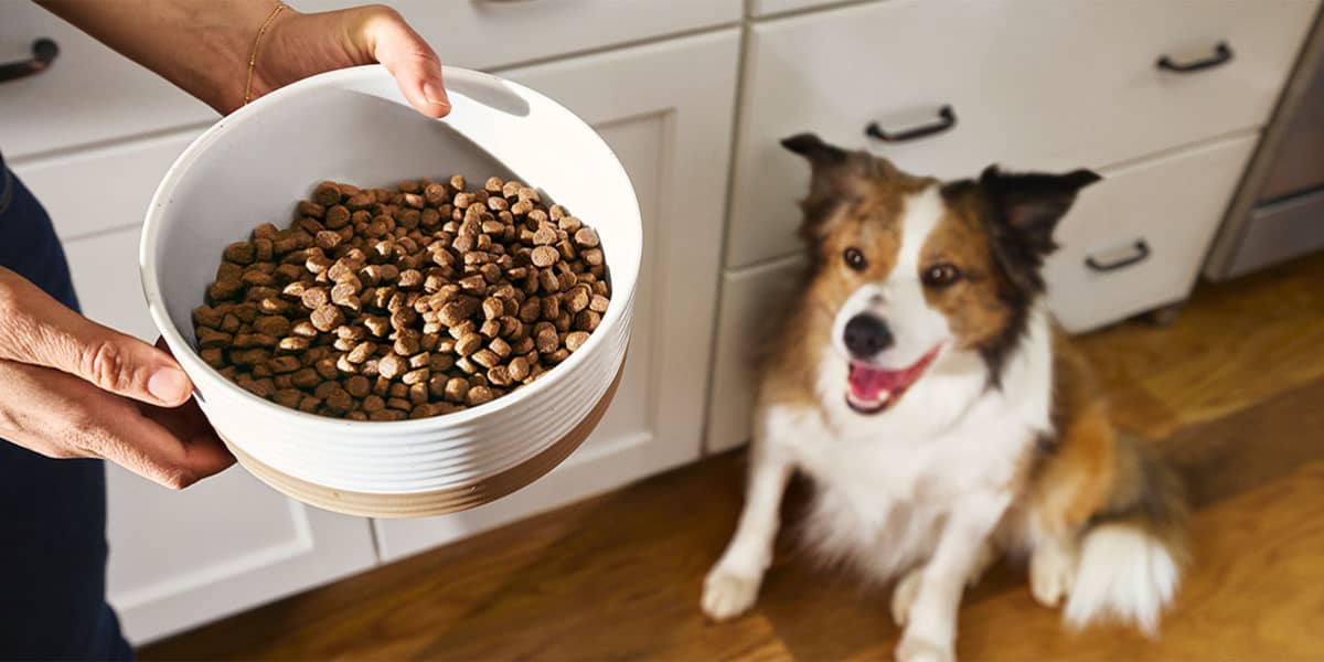 Dog looking up at a bowl of Merrick dog food kibble in person's hand.