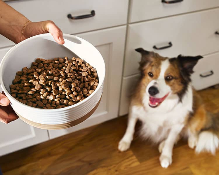 Dog looking up at a bowl of Merrick dog food kibble in person's hand.