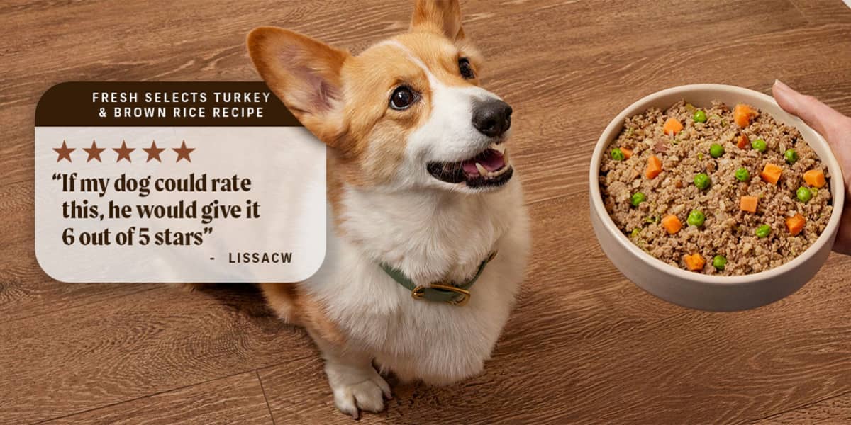 Corgi looking up at a hand holding a bowl of Merrick Fresh Selects, with a ratings and review bubble on his left side.